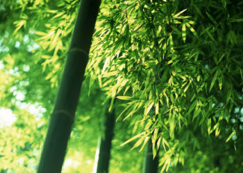 Being closed to nature reduces your medical bill