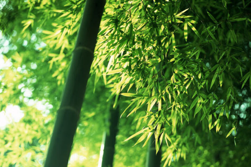 Being closed to nature reduces your medical bill