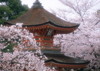 Japan in blossom, a place you should not miss