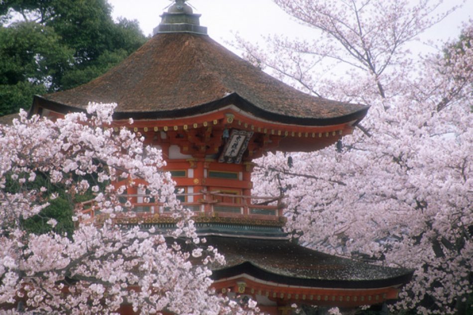Japan in blossom, a place you should not miss