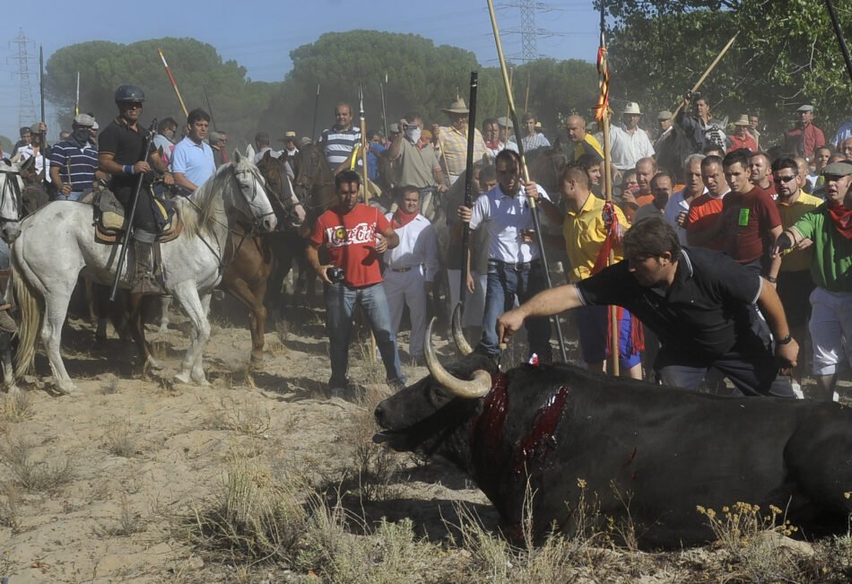 EQUO considera insuficiente el decreto de la Junta de Castilla y León sobre el Toro de la Vega