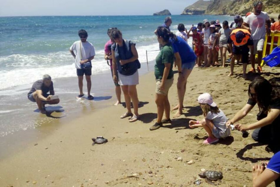 Una docena de tortugas bobas, camino de la libertad