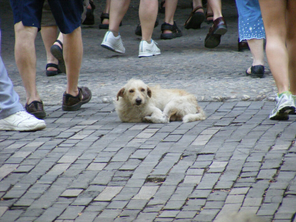 EQUO valora positivamente la ley de protección animal de Madrid, que aún mantiene deficiencias