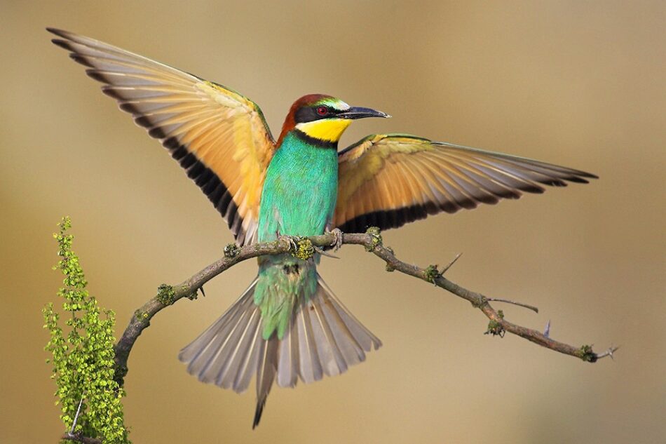 El Estado español no logrará detener la pérdida de biodiversidad para 2020