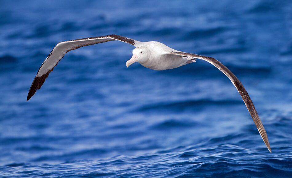 La contaminación química también llega a las colonias de aves marinas antárticas