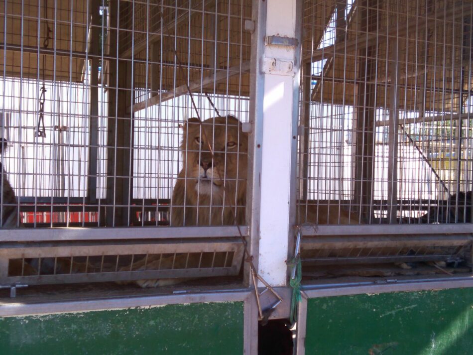 León en Común denuncia «las malas condiciones condiciones» de los animales del circo