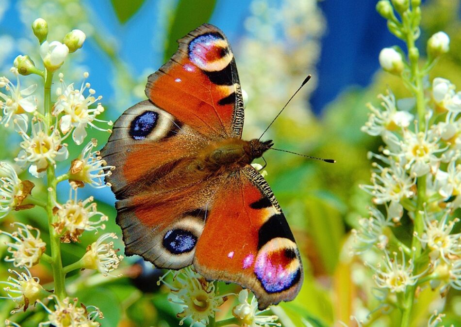 Mariposas y flores ya no salen al mismo tiempo por el cambio climático