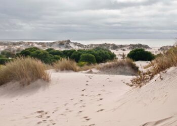 IU acusa al PP de “colar” a Gas Natural en la comisión de Peticiones para hacer ‘lobby’ sobre su proyecto en Doñana