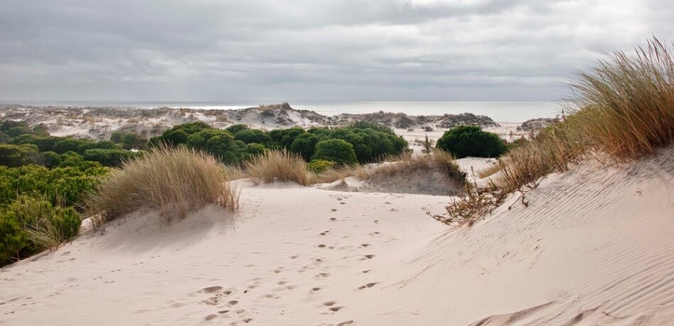 IU acusa al PP de “colar” a Gas Natural en la comisión de Peticiones para hacer ‘lobby’ sobre su proyecto en Doñana