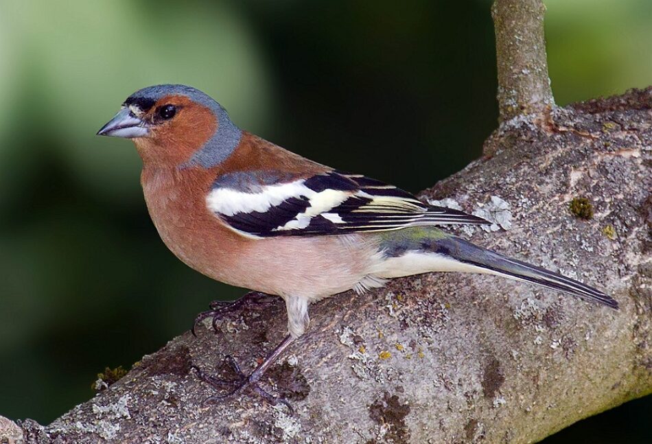 Especialistas alertan del descenso de biodiversidad en los bosques reforestados