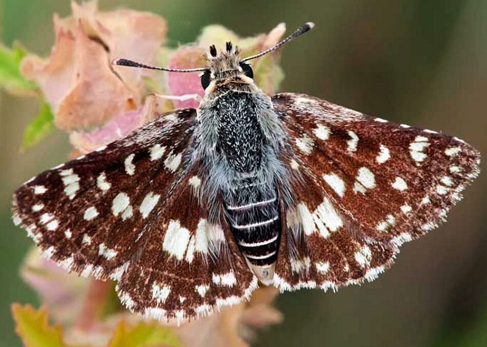 La ciencia descubre una nueva especie de mariposa en la Península Ibérica