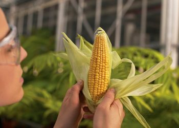 Los nuevos transgénicos pueden agravar la pérdida de la biodiversidad