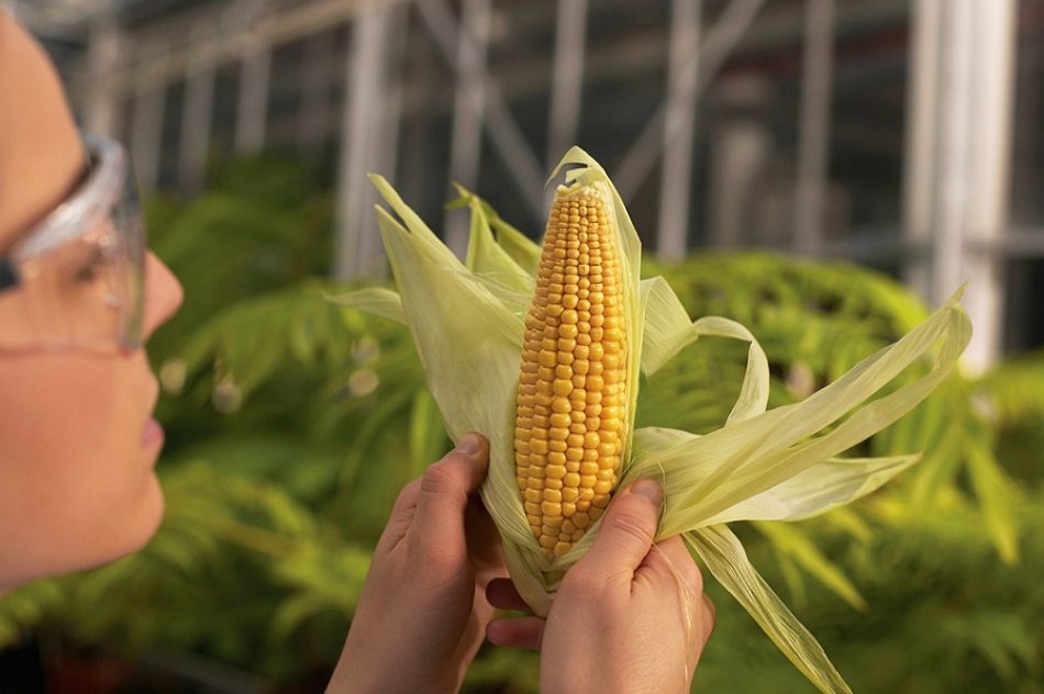 Los nuevos transgénicos pueden agravar la pérdida de la biodiversidad