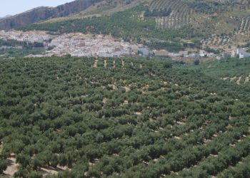 El SAT denuncia la subasta de tierras de olivar cedidas a familias