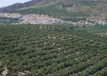 El SAT denuncia la subasta de tierras de olivar cedidas a familias