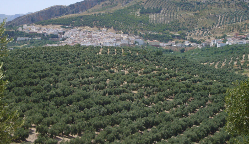 El SAT denuncia la subasta de tierras de olivar cedidas a familias