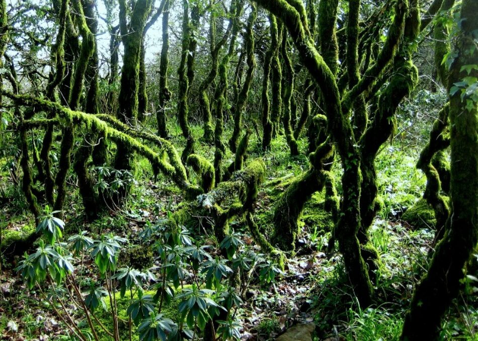EQUO pide a la organización del ‘Eurafrica Trail’ que evite su paso por los Bosques de Niebla en Tarifa