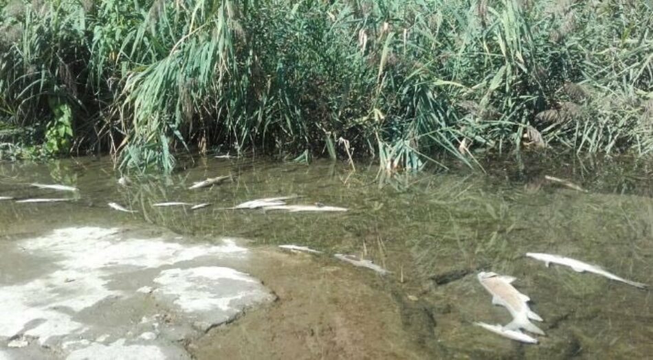 Incendio de Chiloeches: los peces no murieron por causas naturales, sino por contaminación