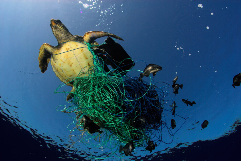 Greenpeace advierte del creciente riesgo de los plásticos en el pescado y marisco