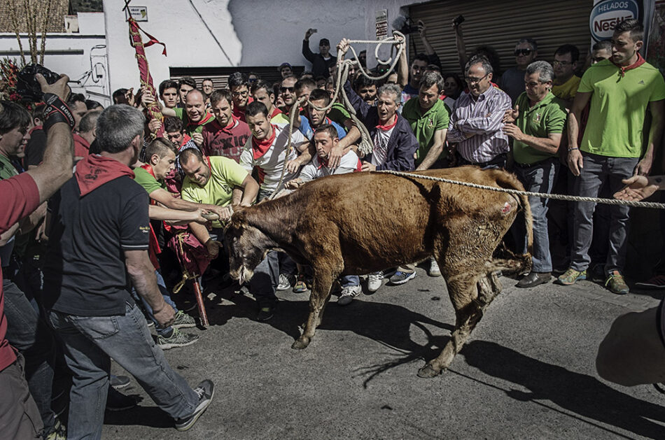 EQUO Andalucía exige que se elimine definitivamente el maltrato animal de “la programación de ferias y fiestas”