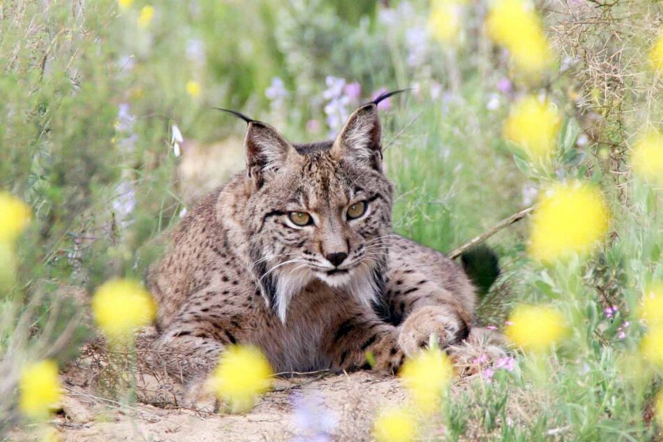 La minería de tierras raras tendrá una afección negativa sobre la población de linces ibéricos del Campo de Montiel