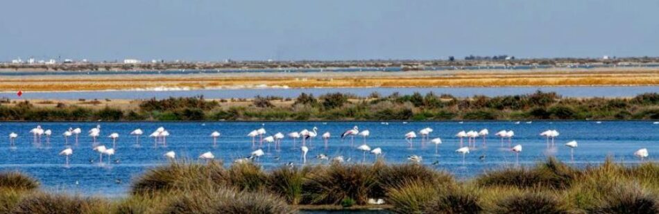 EQUO reclama un nuevo modelo agrícola para el entorno de Doñana