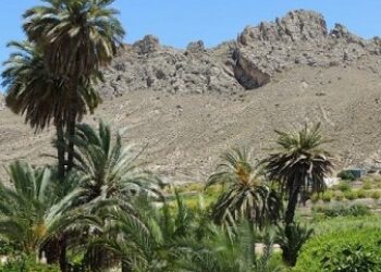 Aprobada ordenanza de protección de la Palmera datilera en Abarán