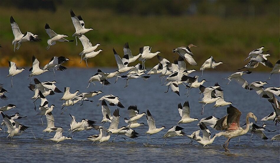 Ecologistas en Acción sale en defensa de la Red Natura 2000 en Andalucía