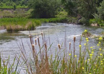 Aparecen contaminadas las aguas del río Henares