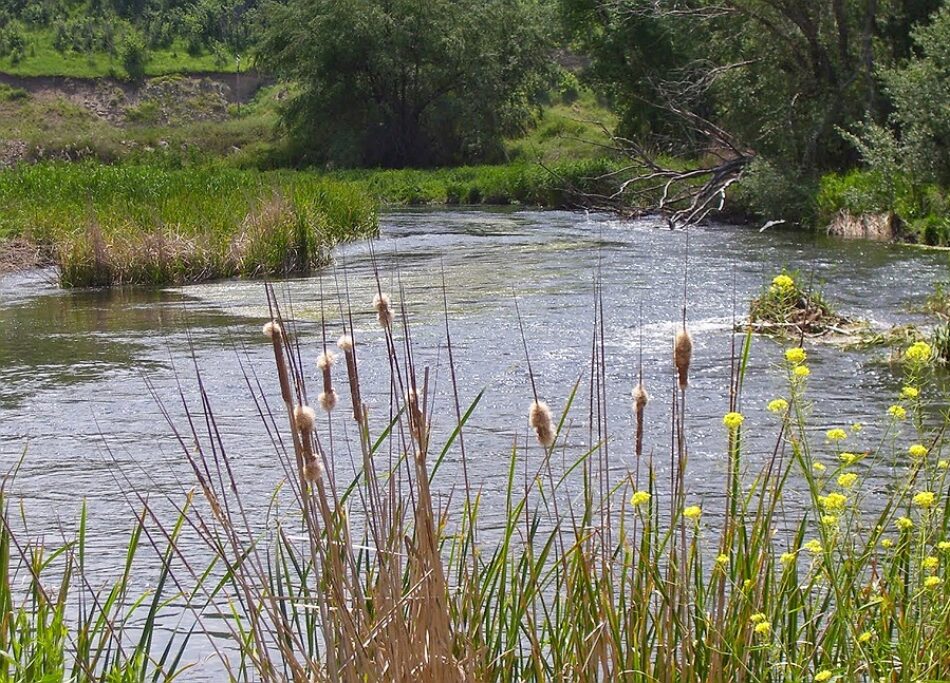 Aparecen contaminadas las aguas del río Henares