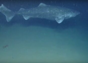 El tiburón de Groenlandia, nuevo récord de longevidad entre los vertebrados