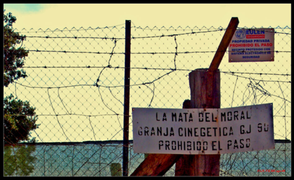 La Mata del Moral: matadero de gatos monteses y aves rapaces