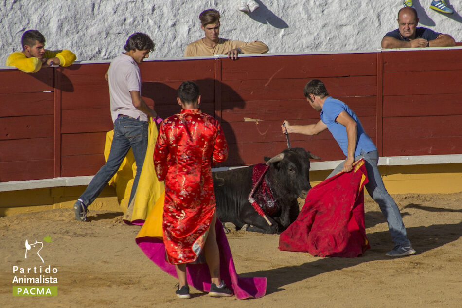 PACMA documenta las crueles becerradas de Cercedilla (Madrid)