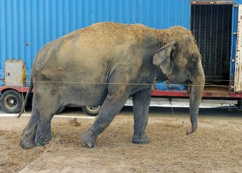 La instalación de un circo con animales genera polémica en la Costa da Morte