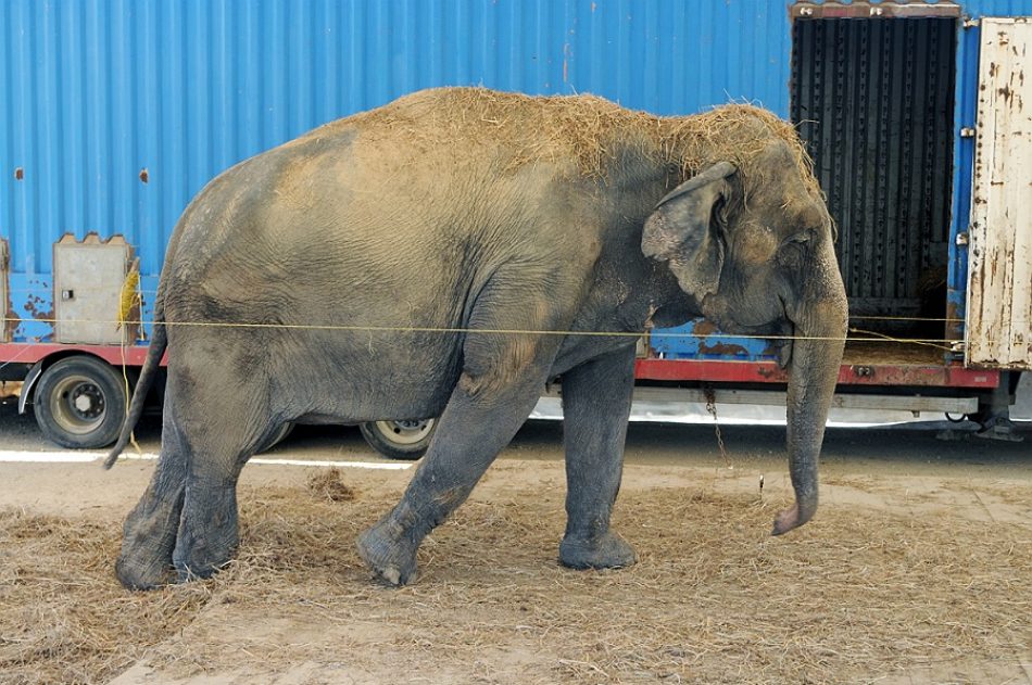 La instalación de un circo con animales genera polémica en la Costa da Morte