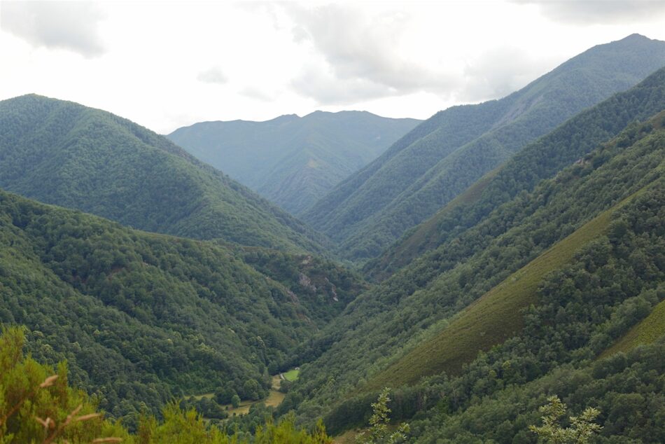 Coordinadora Ecoloxista d’Asturies se opone a una nueva carretera atravesando la reserva de Muniellos como pretenden el Ayuntamiento y el Principado