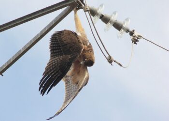 Nace la plataforma SOS Tendidos Eléctricos frente a una de las grandes amenazas para la biodiversidad española