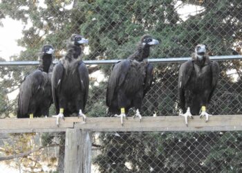 La reintroducción del buitre negro en la Sierra de la Demanda se pone en marcha