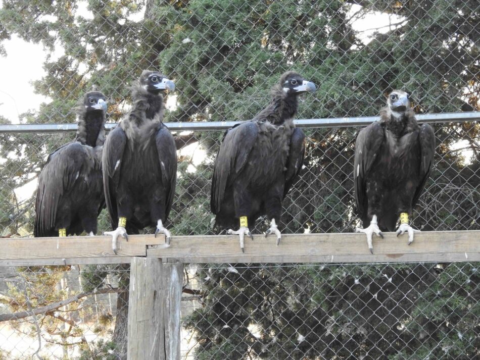 La reintroducción del buitre negro en la Sierra de la Demanda se pone en marcha