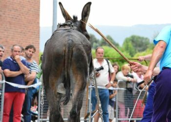 Asociación para un Trato Ético con los Animales (ATEA) pide al Gobierno Vasco el ‘cese cautelar’  de las pruebas con animales en los Herri Kirolak
