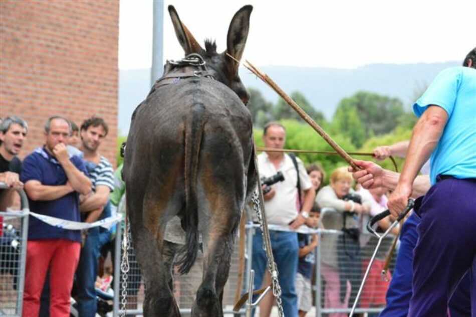 Asociación para un Trato Ético con los Animales (ATEA) pide al Gobierno Vasco el ‘cese cautelar’  de las pruebas con animales en los Herri Kirolak