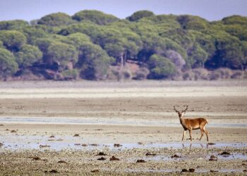 Ecologistas en Acción solicita la paralización de las obras iniciadas hoy para inyectar gas en Doñana