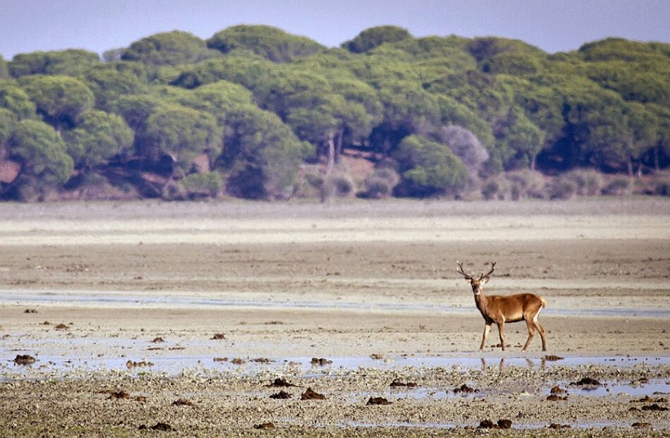 EQUO exige la paralización de los trabajos de Gas Natural en Doñana