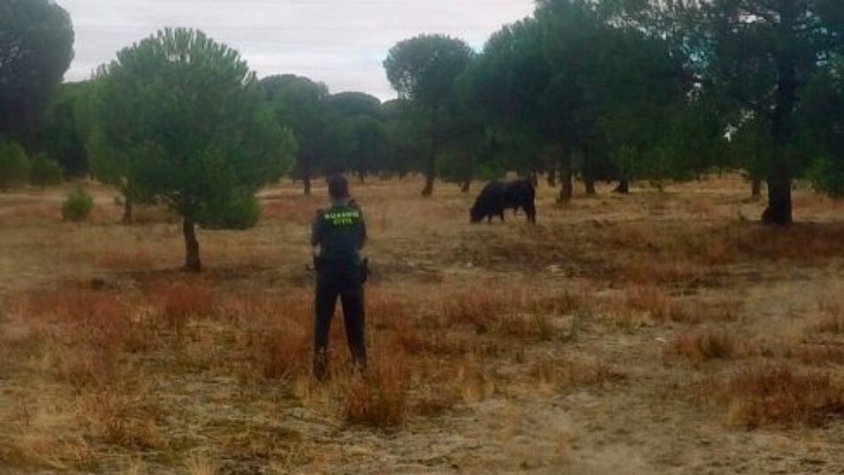 Así mataron al toro de Tordesillas: Crónica de Pelado, el Toro de la Peña