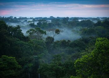 Un 10% de la naturaleza salvaje se ha perdido desde los años 90