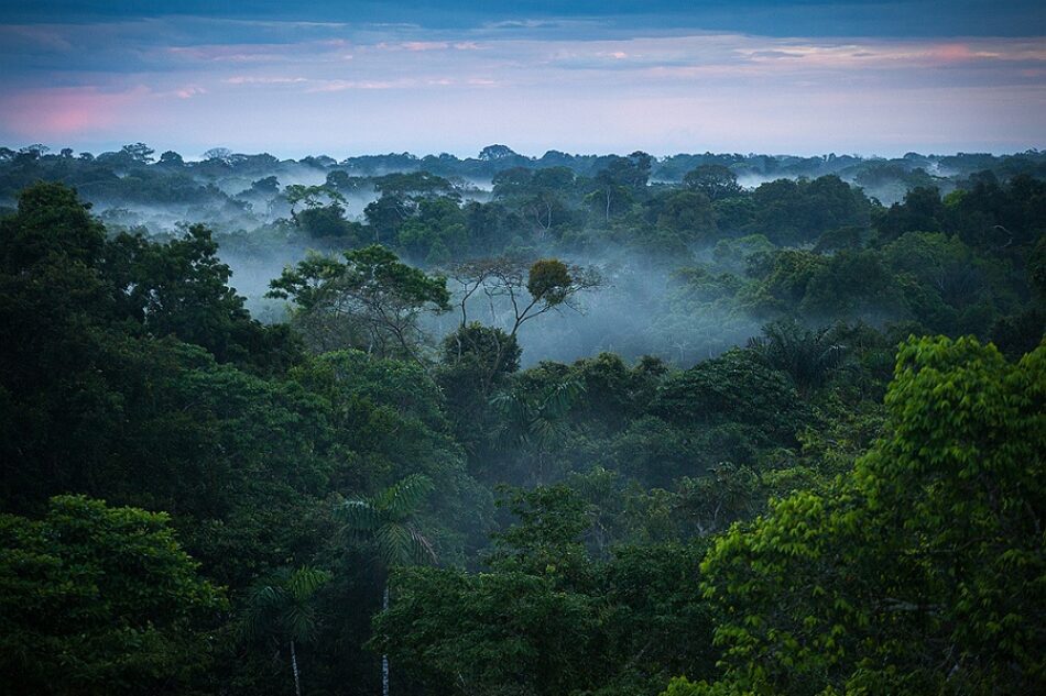 Un 10% de la naturaleza salvaje se ha perdido desde los años 90