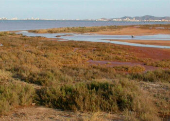 Mar Menor: preocupantes síntomas de anoxia