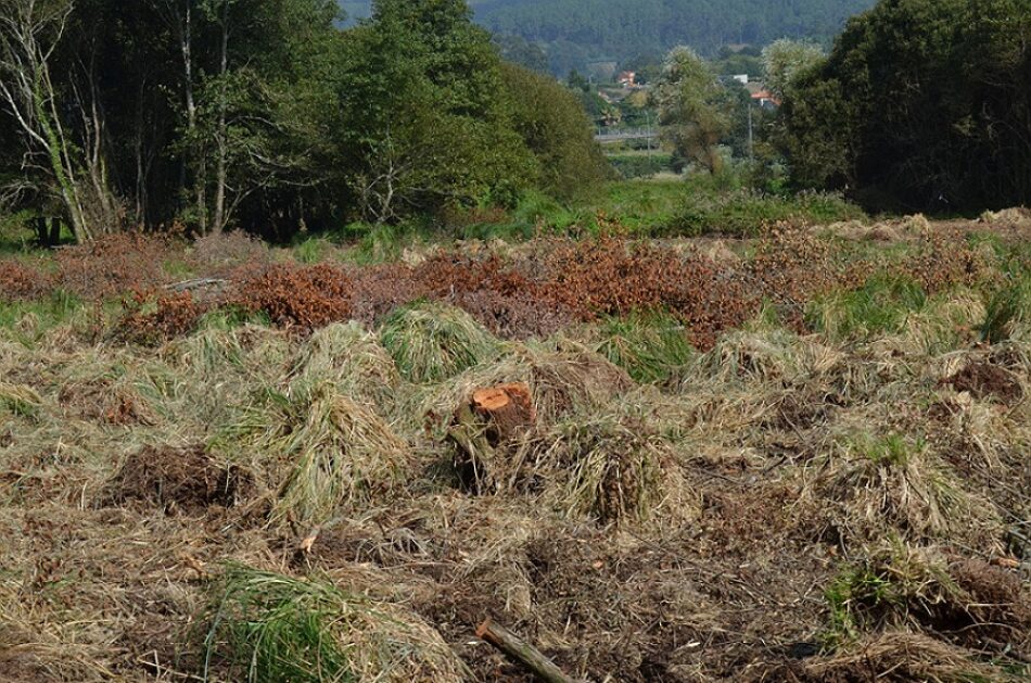 La SGHN denuncia talas abusivas en un bosque inundable del ayuntamiento coruñés de Dodro