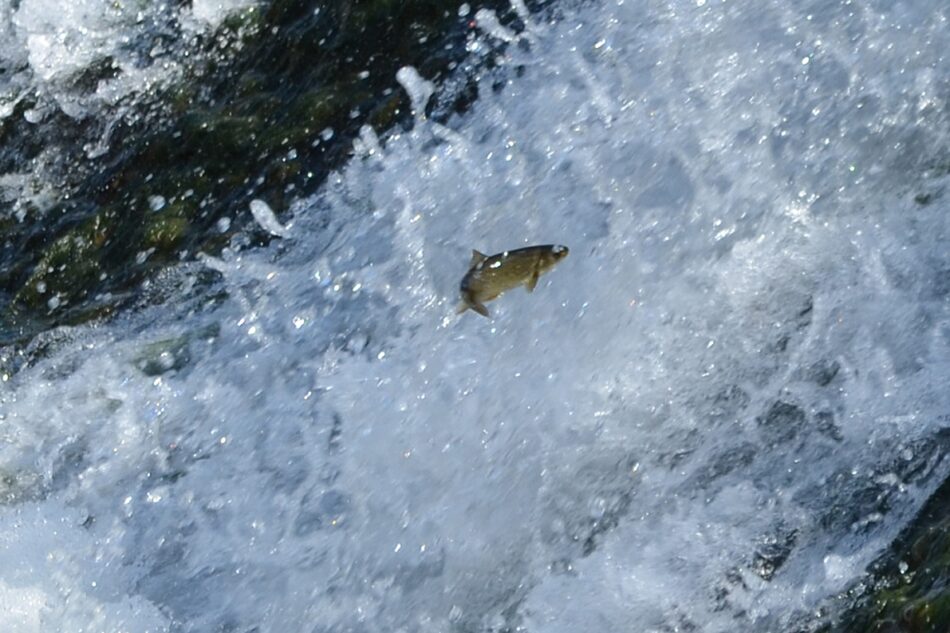 «El Principado de Asturias quiere acabar con los peces que nos quedan en los rios asturianos»