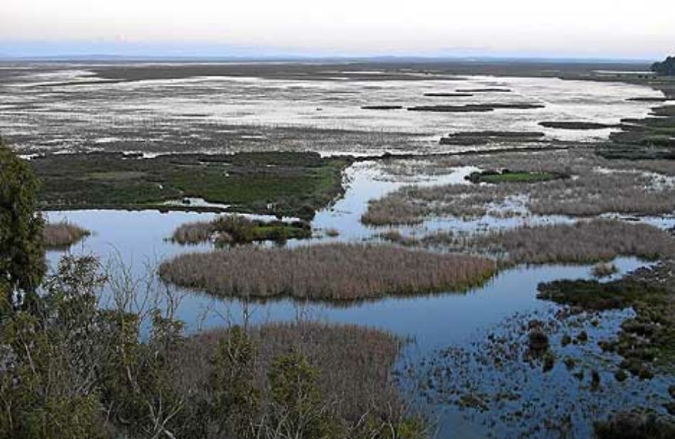 Podemos reclama en el Parlamento Europeo la paralización del proyecto gasístico en Doñana